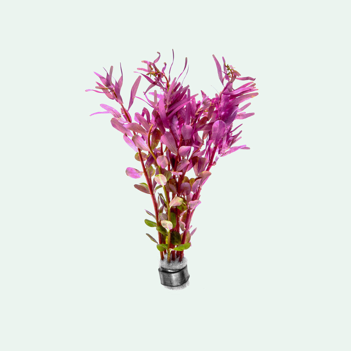 Rotala Rotundifolia Orange Juice Live Aquarium Plant - Vibrant Red Stem Plant for Fish Tanks, Aquascaping & Aquatic Gardens