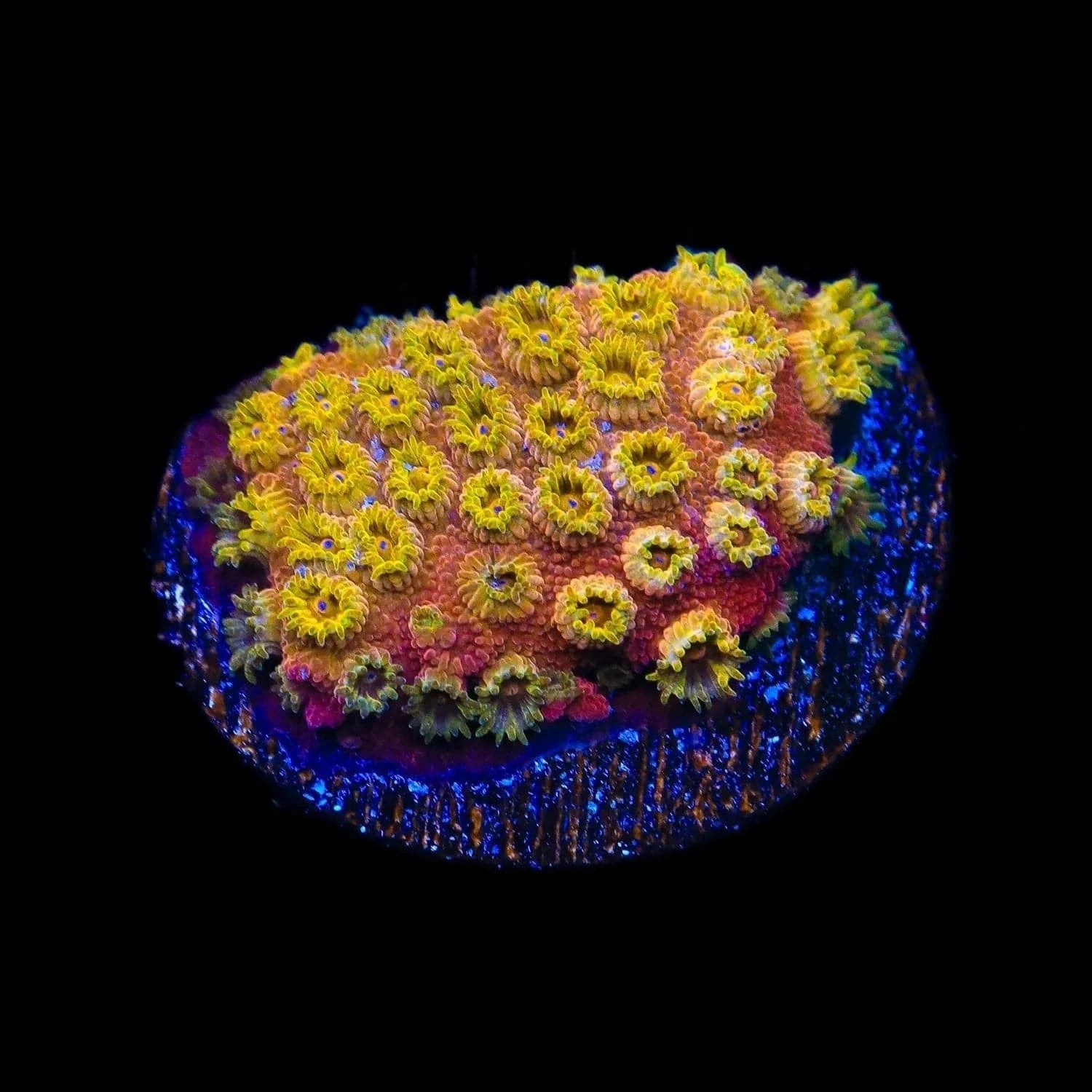 24K Gold Cyphastrea Coral for Saltwater Aquariums - Vibrant Live Coral for Reef Tanks, Nano Tanks & Marine Aquascaping