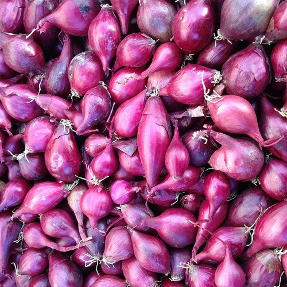 Premium Red Onion Starter Sets - 100 Count Bulbs for Growing Green Scallions & Large Dry Onions - Non-GMO, High Yield Onion Seeds - Perfect for Home Gardens, Farm Planting & Fresh Cooking Ingredients