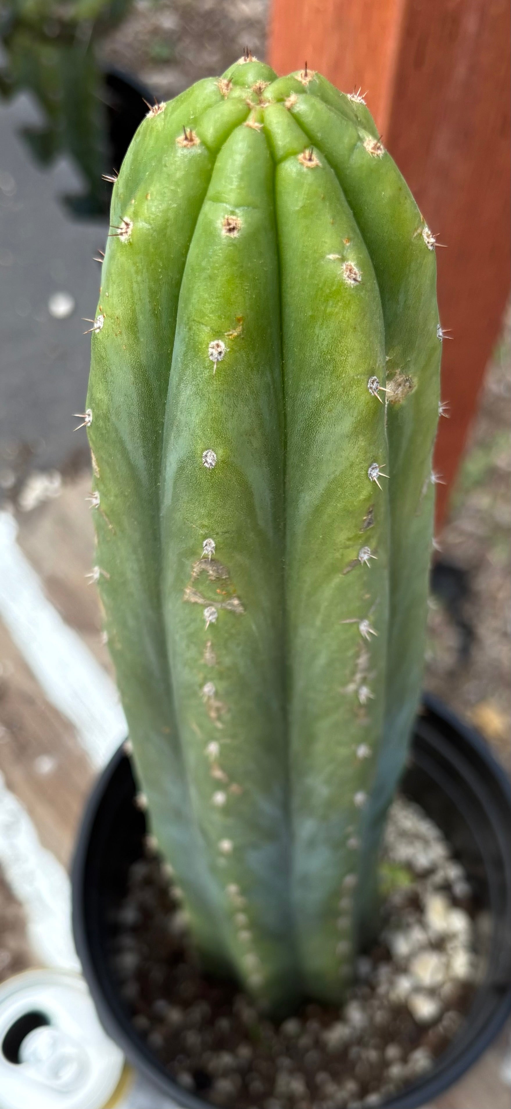 EC220 EXACT Trichocereus Pachanoi Waytamayu OP Chavin Cactus 15