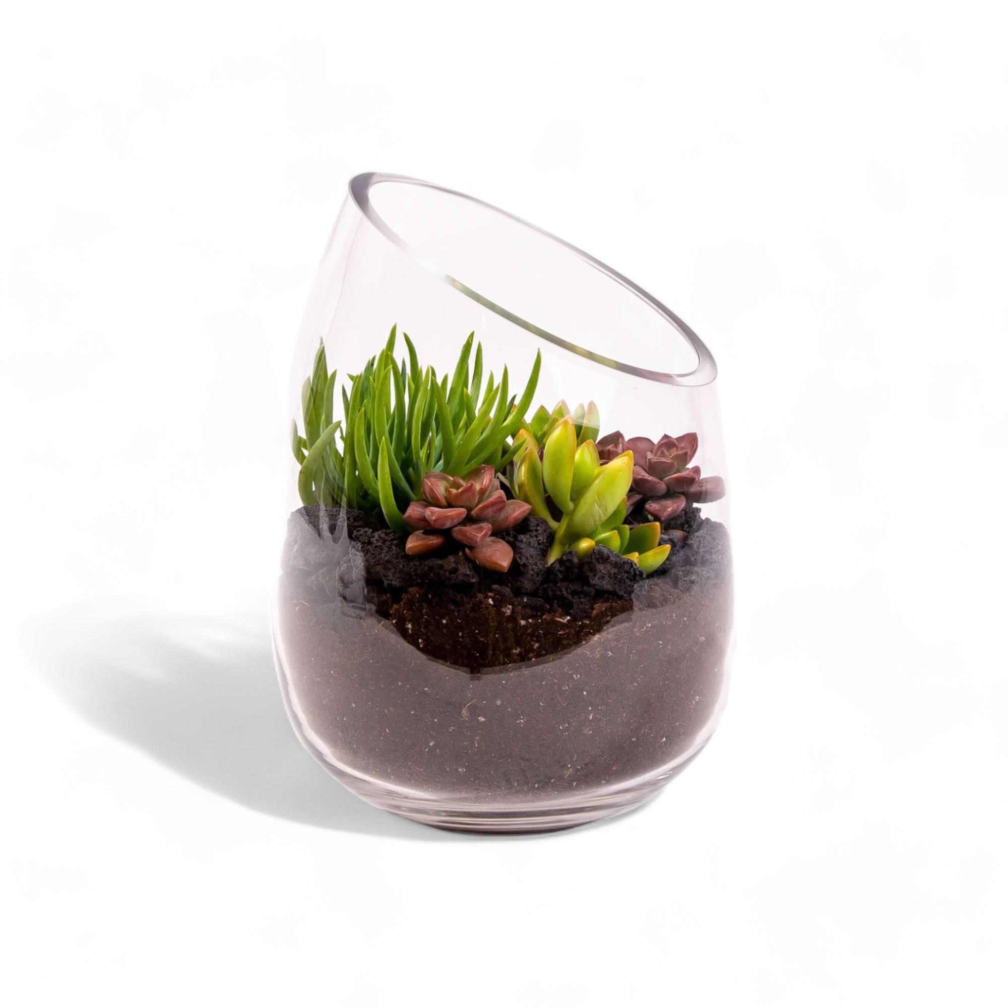 Bullet Vase Succulent Terrarium - Modern Glass Planter for Air Plants & Small Succulents - Perfect for Home Decor, Office Desk & Gift Ideas