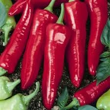 Seed Kingdom 300 Big Jim Hot Pepper Seeds - Heirloom Vegetable for Home Gardening, Canning & Spicy Cooking
