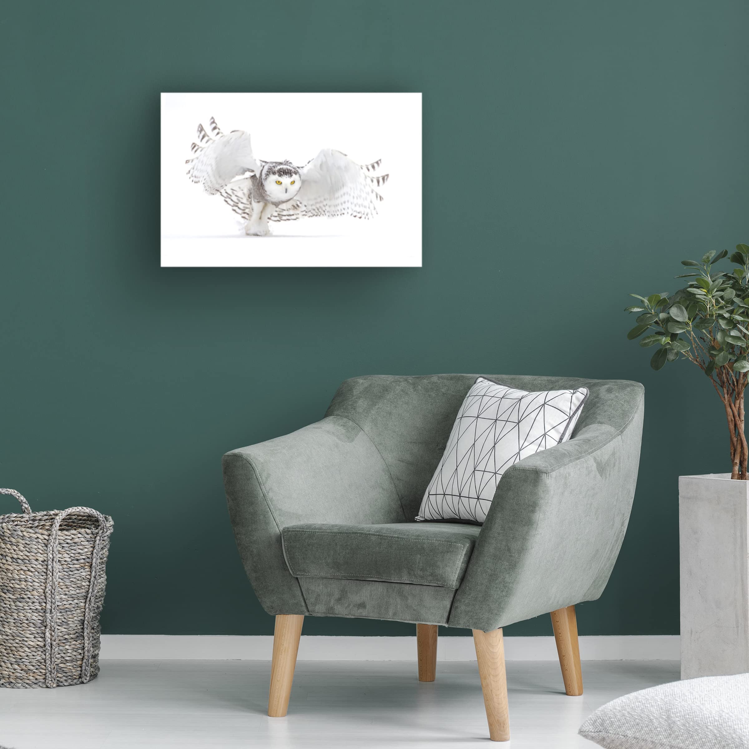 Trademark Fine Art 'Snowy Owl Jazz Wings' Canvas Wall Art by Jim Cumming - Perfect for Living Room, Bedroom & Office Decor