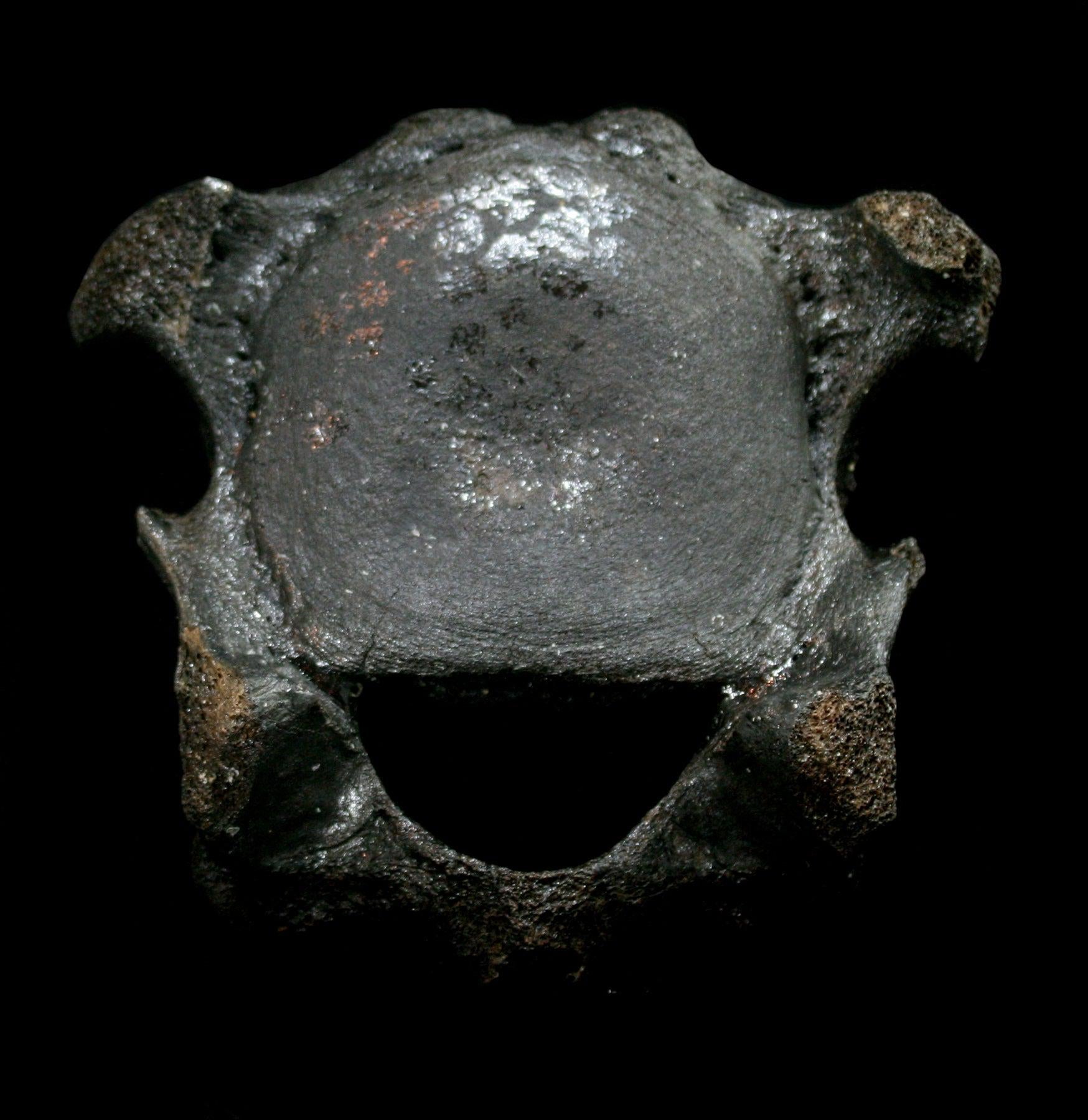 Authentic Fossilized Woolly Mammoth Cervical Vertebrae - Rare Ice Age Collectible for Paleontology Enthusiasts & Home Decor Display