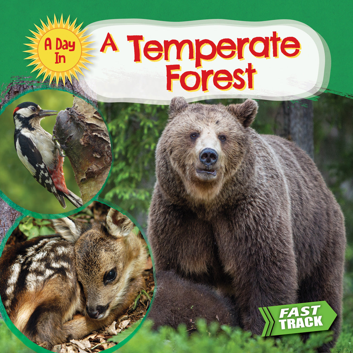 Temperate Forest Ecosystem Guide - Explore Flora, Fauna & Climate - Perfect for Nature Enthusiasts & Educational Use