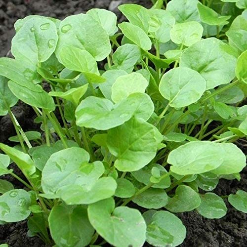 Creasy Greens Southern Heirloom Seeds - 500 Non-GMO Seeds for Home Gardening, Cooking & Southern Cuisine | Perfect for Salads, Soups & Traditional Dishes