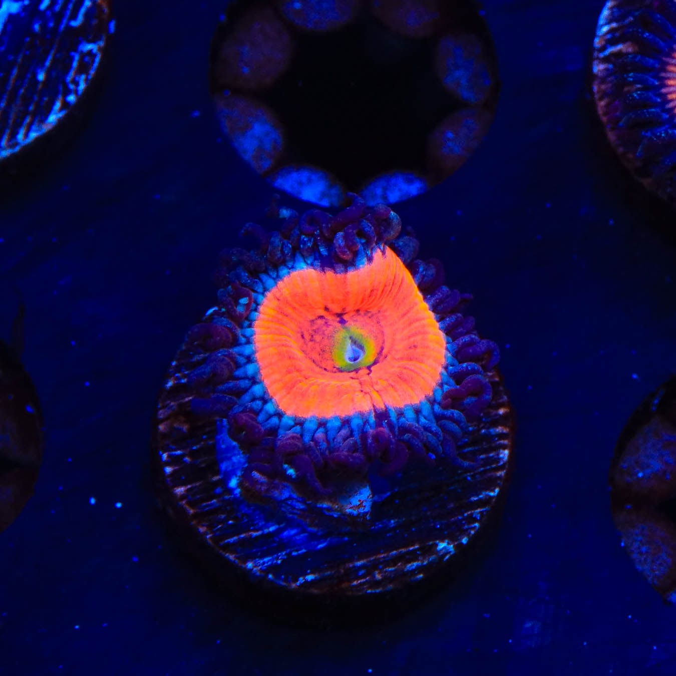Everlasting Gobstopper Zoanthids Coral - Vibrant Color Live Coral for Saltwater Aquariums | Perfect for Reef Tanks, Nano Tanks & Coral Frag Racks