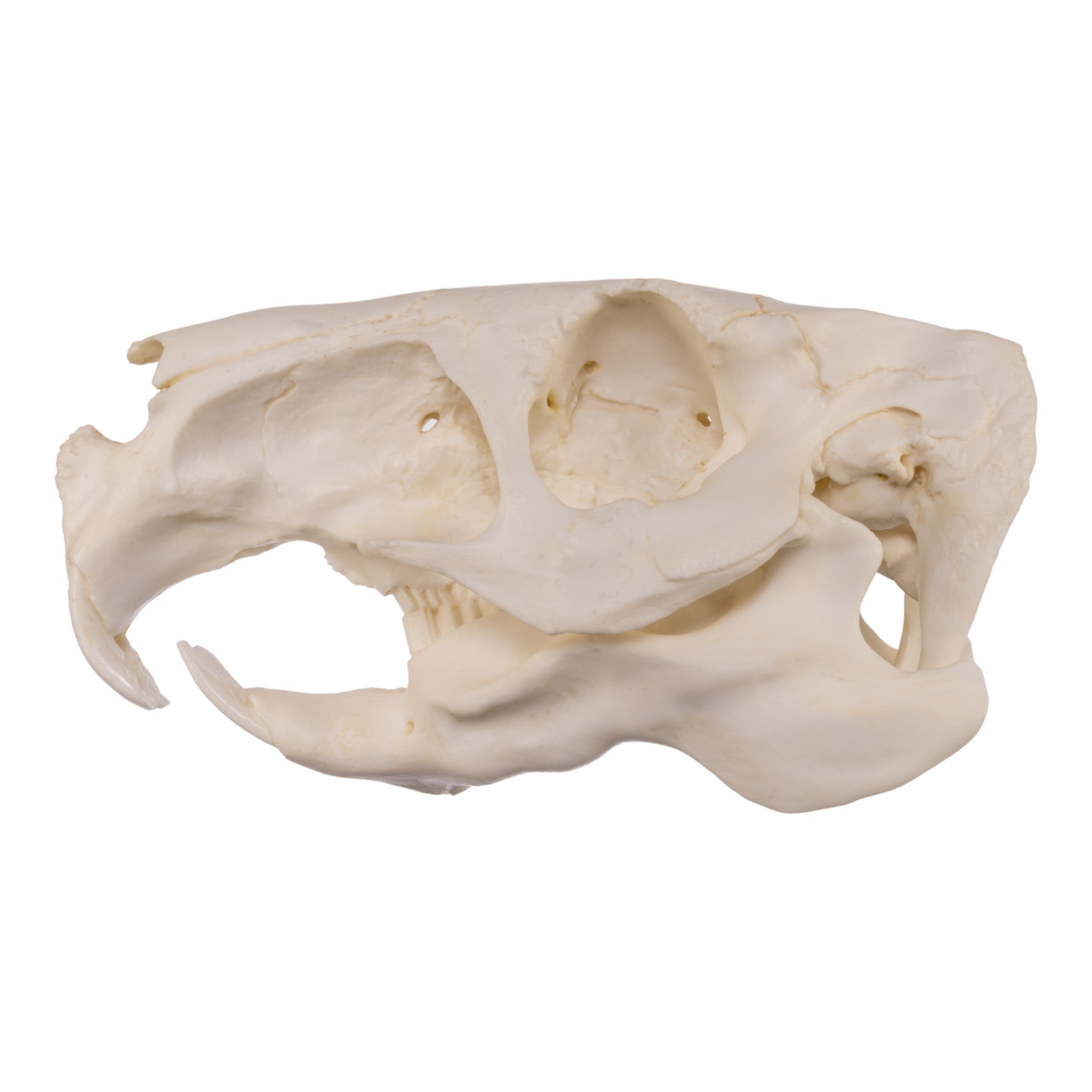 Authentic Replica Capybara Skull - Lifelike Animal Skull Model for Home Decor, Educational Display & Halloween Props