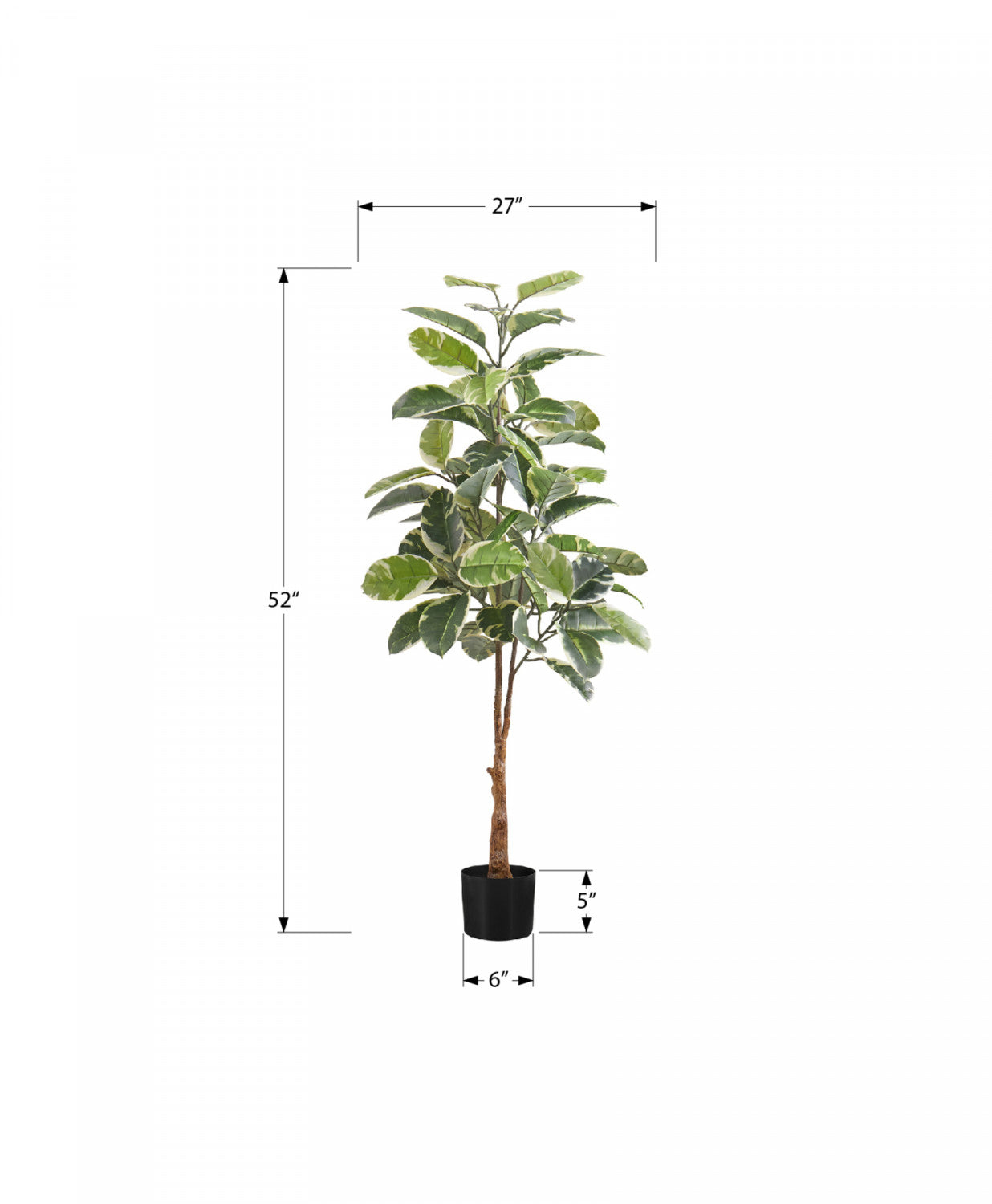 52 Pack Rubber Tree Plants with 5 Black Pots - Green/White Foliage - Perfect for Home Office Decor, Indoor Gardening & Housewarming Gifts
