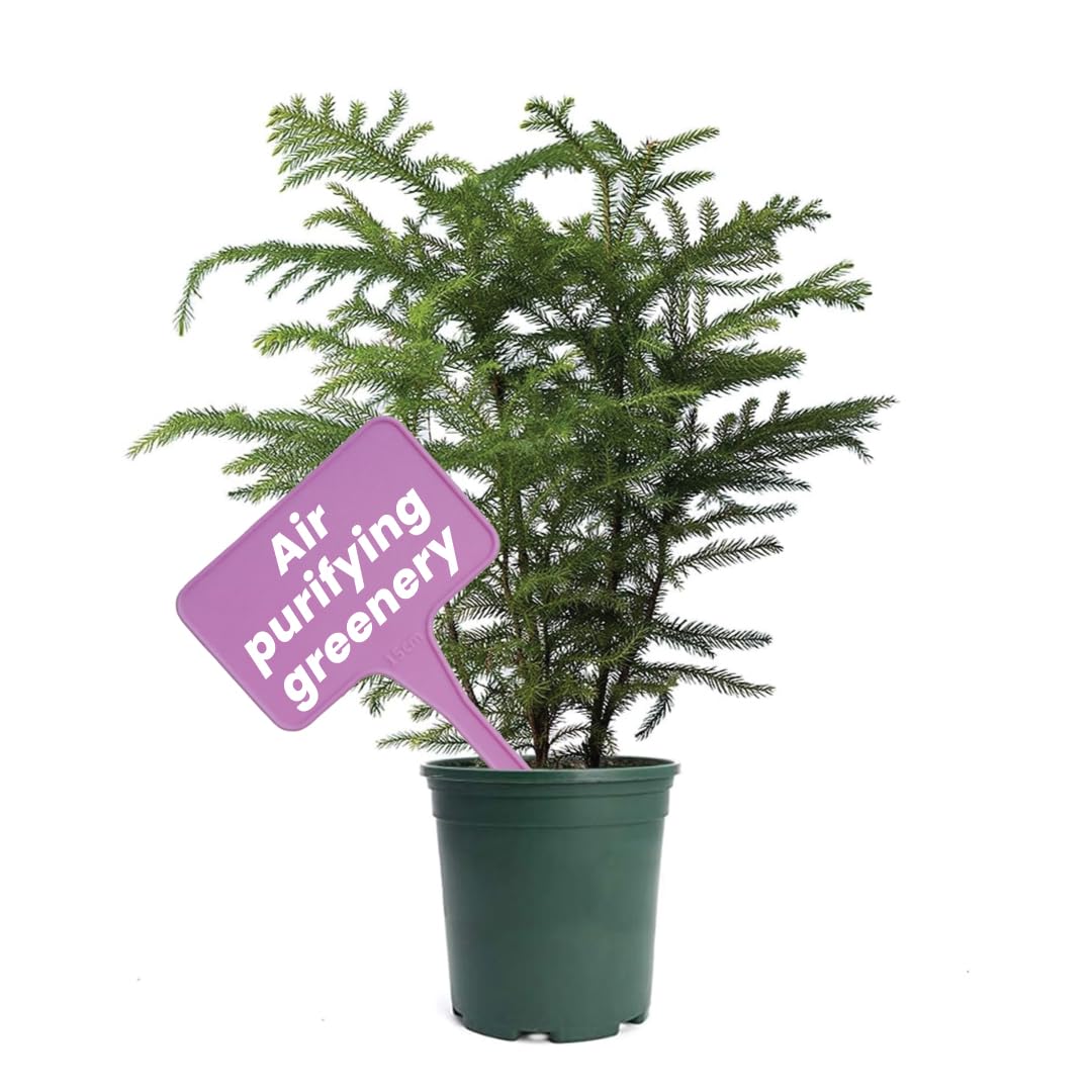 Live Norfolk Island Pine Plant in 6
