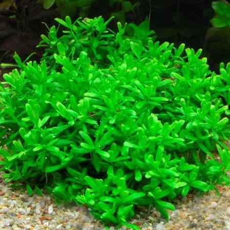 TCulture Hedyotis Salzmannii Potted Plant - Live Indoor Herb for Home Decor, Kitchen Gardening & Natural Remedies | Perfect for Windowsills, Office Desks & Gift Giving