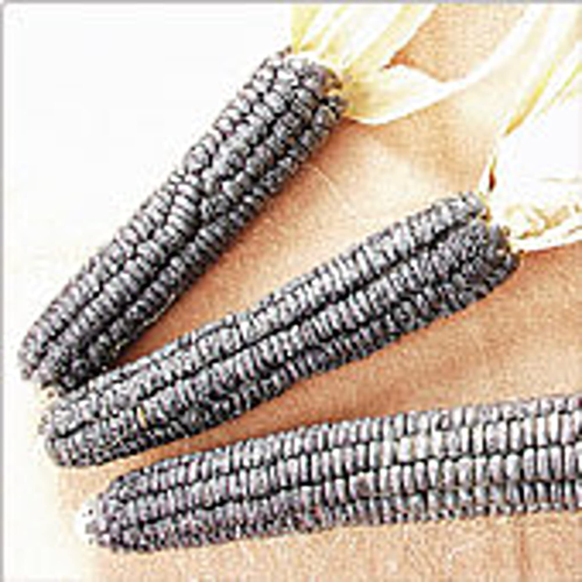 Organic Black Aztec Corn Seeds (20+ Seeds) - Non-GMO Heirloom Variety for Planting | Home Garden, Greenhouse & Urban Farming | Fresh Corn for Cooking, Grilling & Decorative Uses