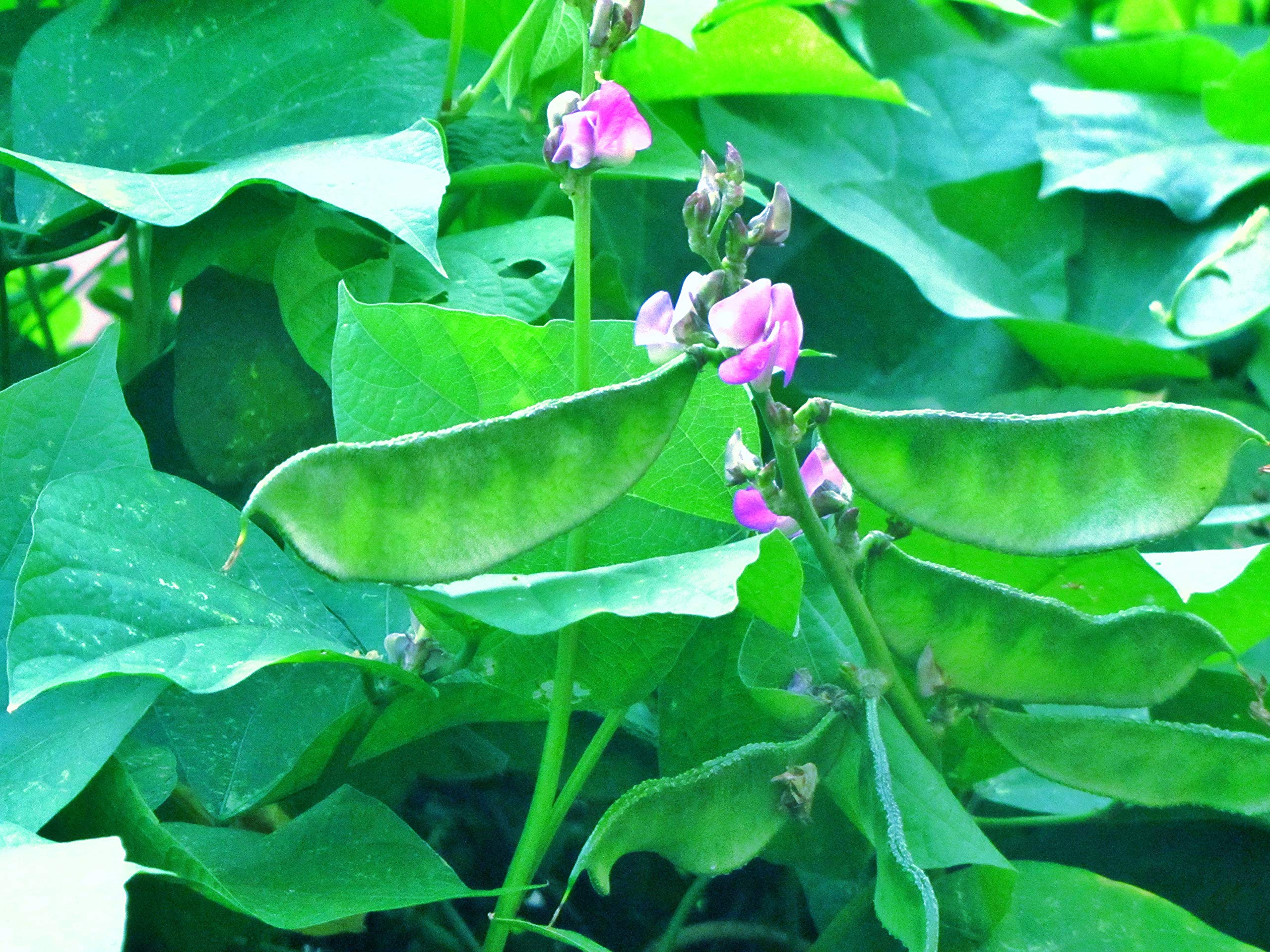 Organic Broad Beans (Vicia Faba) Seeds - Non-GMO, Heirloom Variety for Home & Terrace Gardening (15 Seeds) - Perfect for Soups, Salads & Healthy Snacks