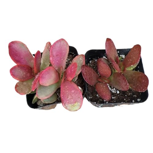 Crassula Platyphylla+Platyphylla Variegated