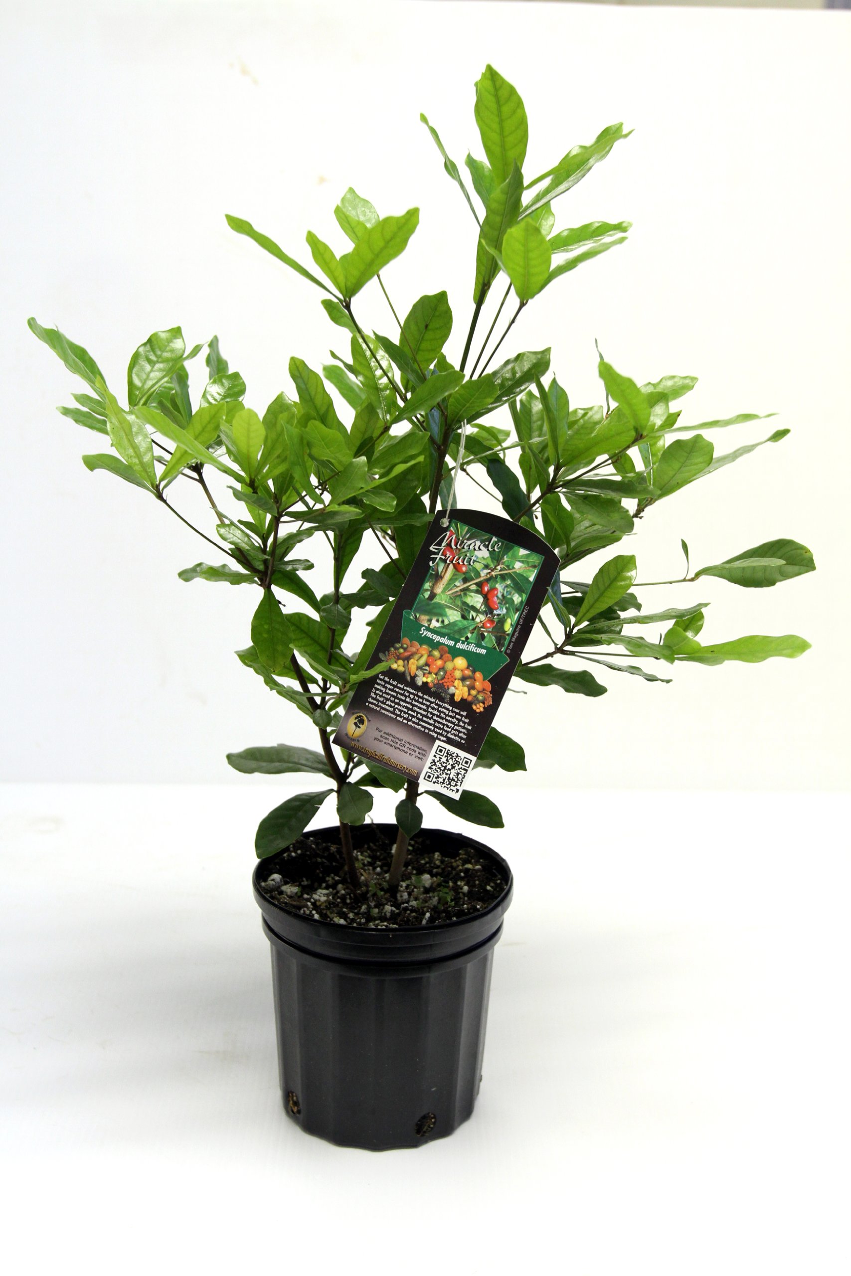 Miracle Fruit Plant (Synsepalum dulcificum) - 1 Gallon Pot | Sweet Flavor Enhancer | Perfect for Home Gardens, Indoor Plants & Tropical Landscaping