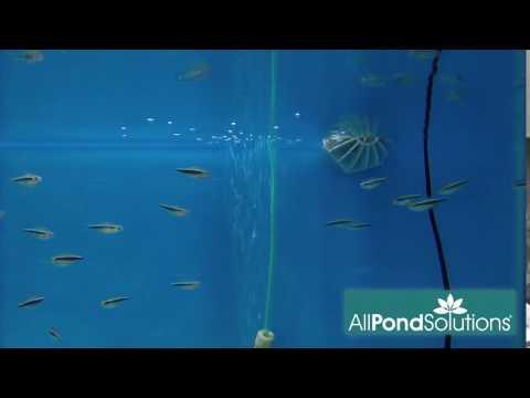 Black Neon Tetra (Hyphessobrycon herbertaxelrodi) - Stunning Freshwater Aquarium Fish for Community Tanks & Planted Aquascapes