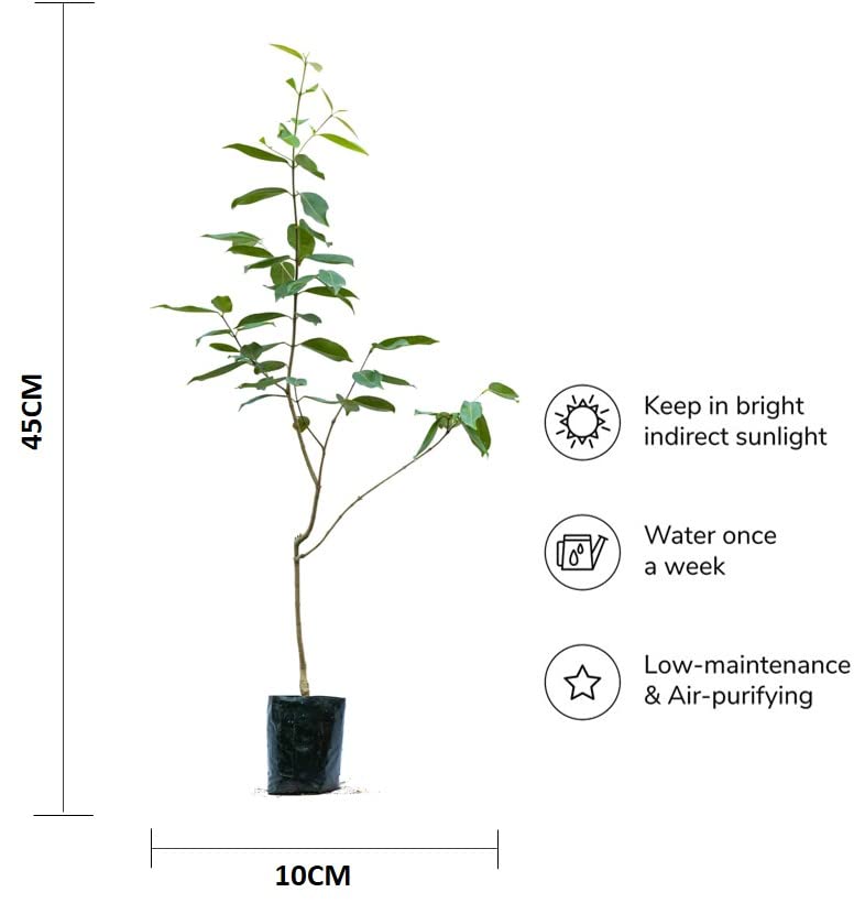 SelfLine Black Hybrid Jamun Tree Plant - Healthy Live Java Plum (Syzygium Cumini) for Home Garden - Perfect for Landscaping, Fruit Production & Shade
