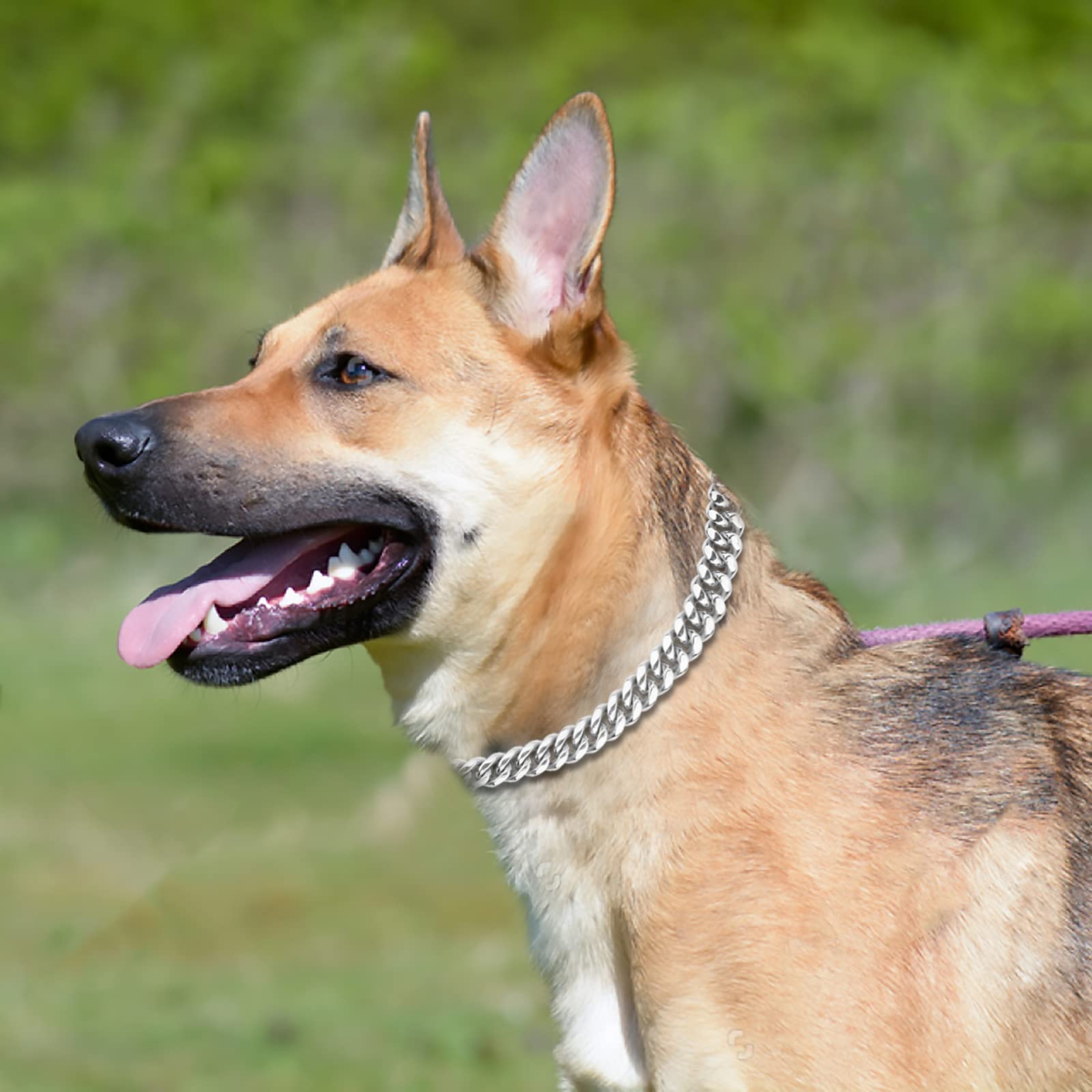 Silver Small Dog Collar with Secure Buckle - 12