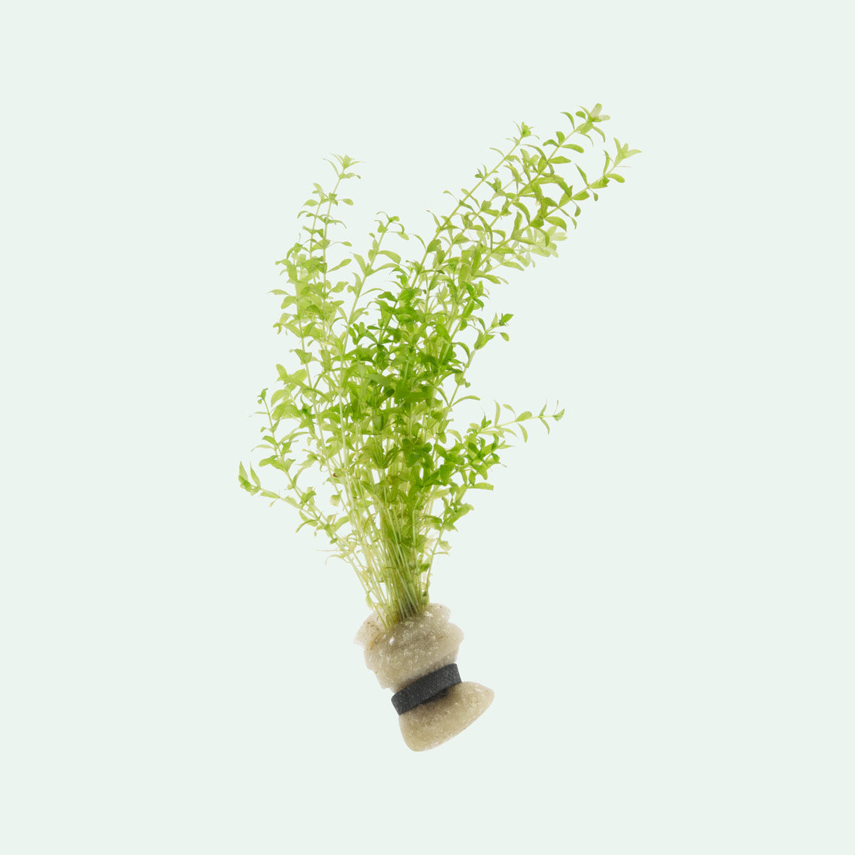 Micranthemum Micranthemoides Aquatic Plant for Freshwater Aquariums - Perfect for Aquascaping, Fish Tanks, and Nano Tanks