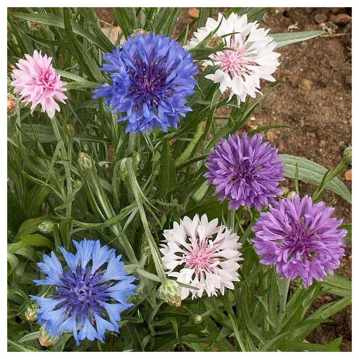 500 Tall Mixed Cornflower Wildflower Seeds - Premium Gold Vault Jumbo Seed Packet by Everwilde Farms - Perfect for Garden Beds, Borders & Pollinator-Friendly Landscapes