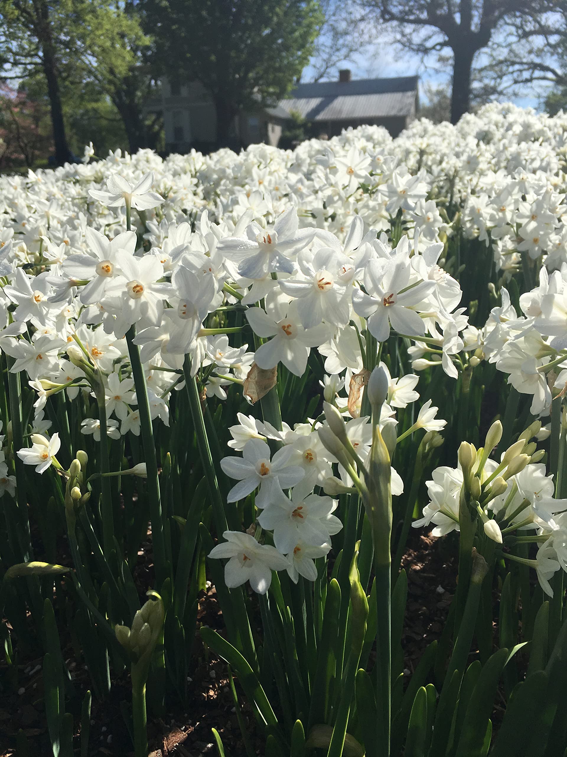 30 Ziva Paperwhite Narcissus Bulbs (13-15cm) - Premium Indoor Narcissus Tazetta for Holiday Forcing & Home Decor - Perfect for Christmas Gifts, Winter Weddings, and Office Desk Plants