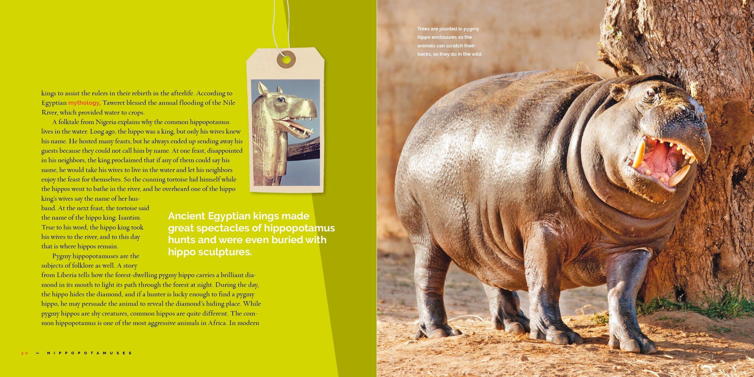 Hippopotamuses Book - 9781640267862 | Wildlife Animal Encyclopedia for Kids & Adults - Perfect for School Projects, Nature Lovers & Home Library