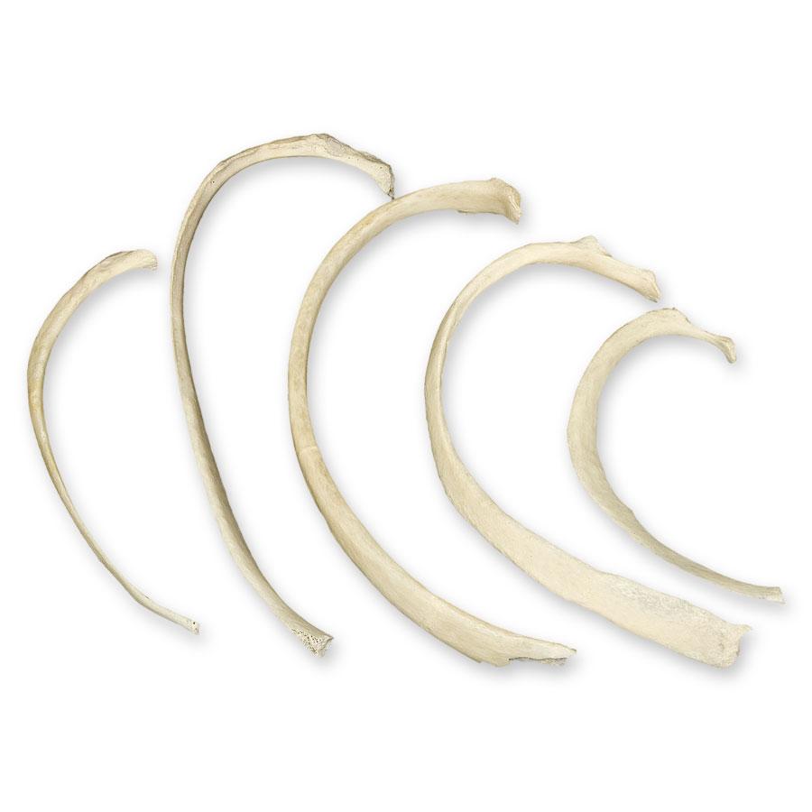 18 Inch Real Human Rib Bone - Perfect for Halloween Decor, Medical Study, and Gothic Home Decor