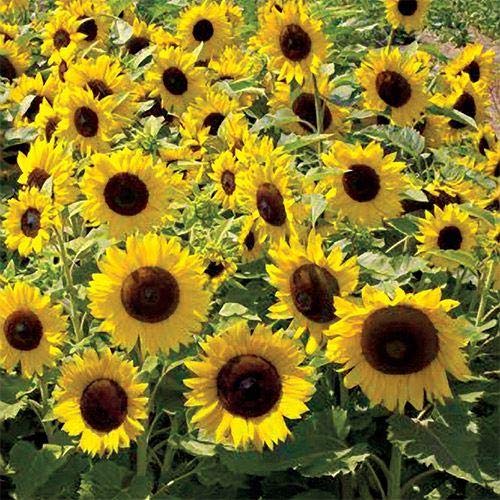 Park Seed Sunflower Seeds Variety Pack - Easy to Grow Sunspot Sunflowers (50 Seeds) | Perfect for Spring Gardening, Backyard Landscaping & DIY Home Decor