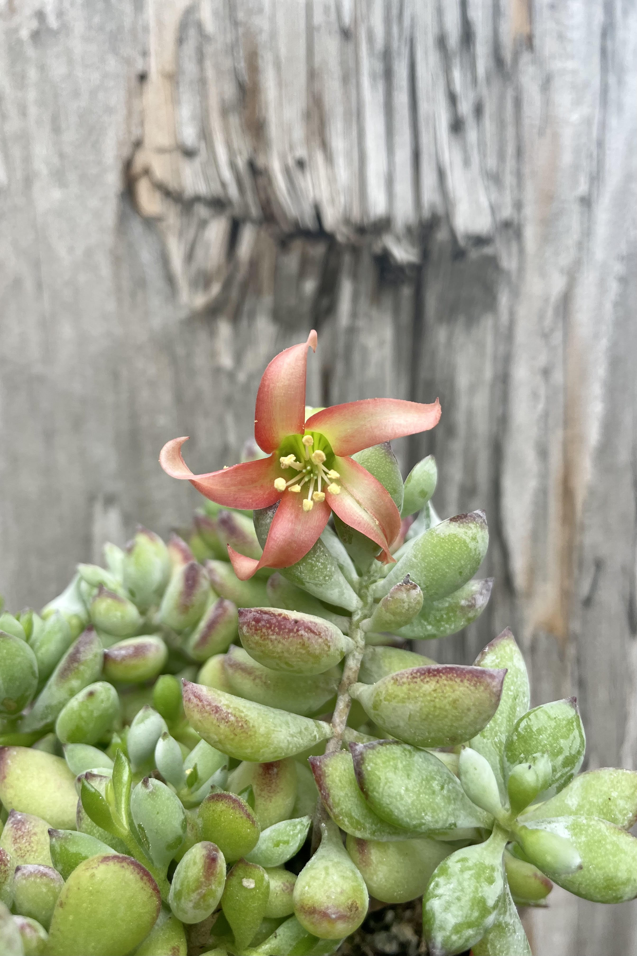 Cotyledon Pendens Succulent Plant - 4 Inch Hanging Basket - Perfect for Indoor Home Decor, Office Greenery, and Gift Ideas