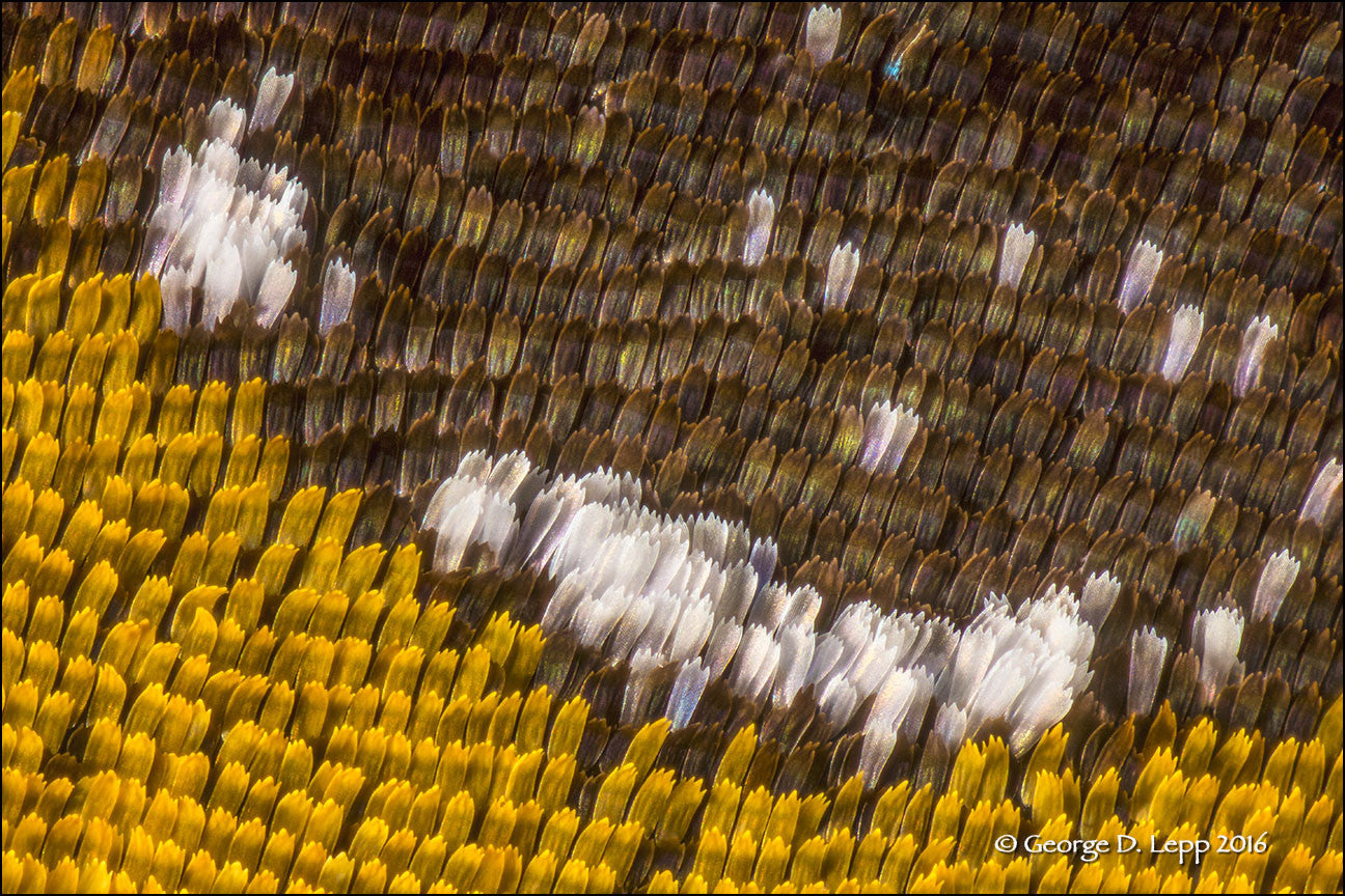 George Lepp Workshop: Mastering Extended Depth of Field Techniques - March 19th | Landscape & Macro Photography Class for Stunning Sharpness