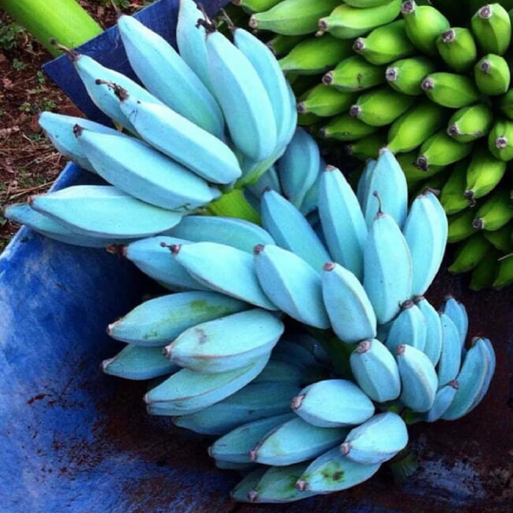 Blue Java Ice Cream Banana Tree Live Plant - 5 to 8 Inch Tall Tropical Fruit Seedling for Home Garden, Patio & Landscaping | Sweet Banana Flavor Perfect for Smoothies, Desserts & Fresh Eating