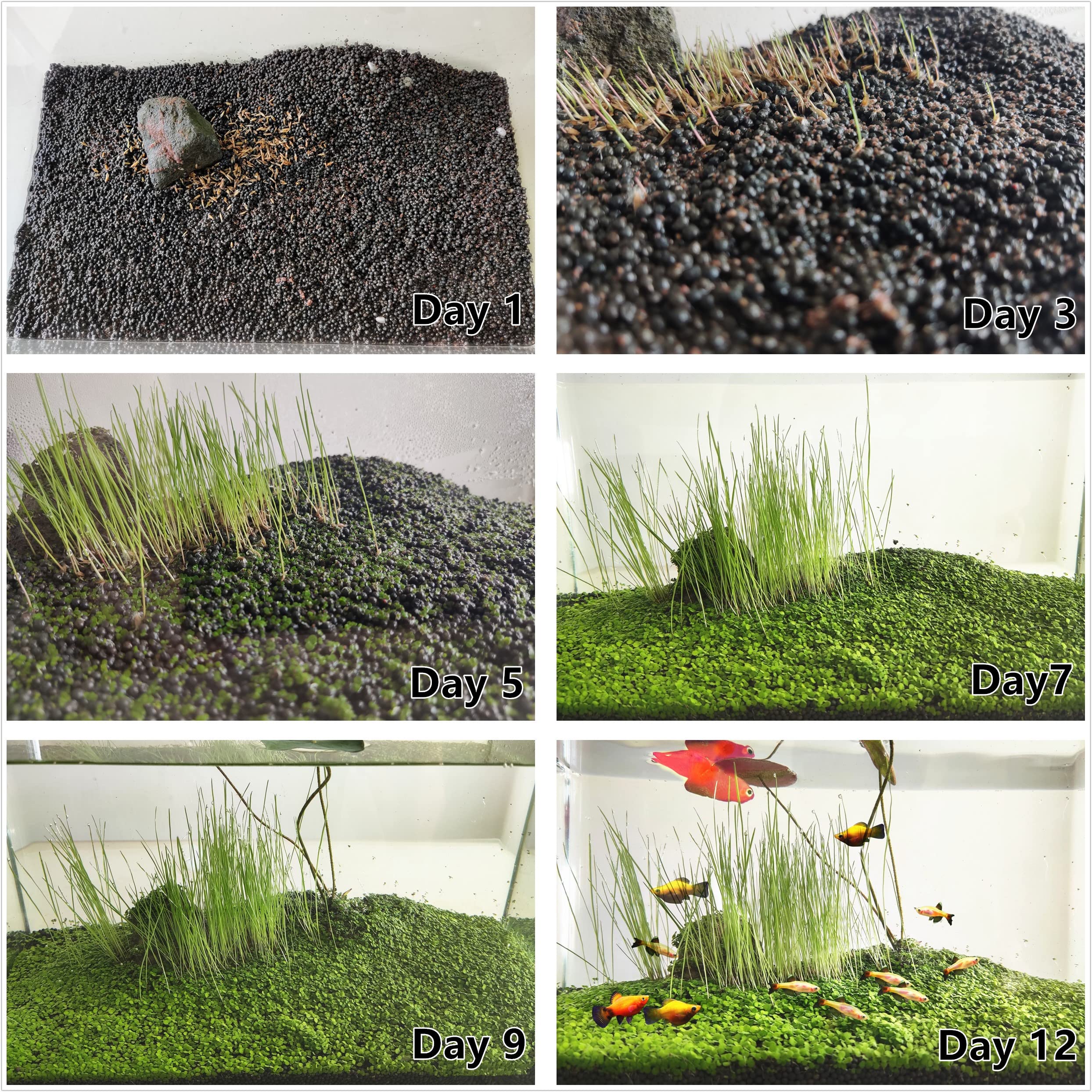 3 Pack Live Aquarium Plant Seeds - Real Grass Carpet for Freshwater Fish Tanks | Natural Underwater Plants for Aquatic Ecosystem | Perfect for Betta Fish, Shrimp & Tropical Fish Habitats