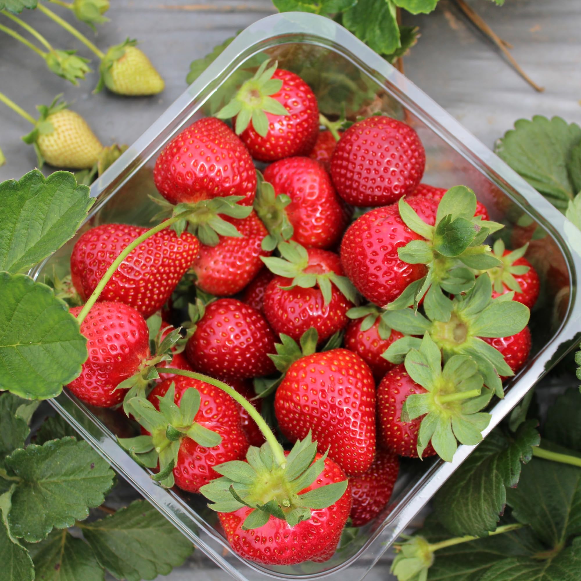 Quinalt Everbearing Strawberry Plants - 15 Bare Root Plants for Large Sweet Strawberries - Home Garden & Container Growing - Hand Picked Nursery