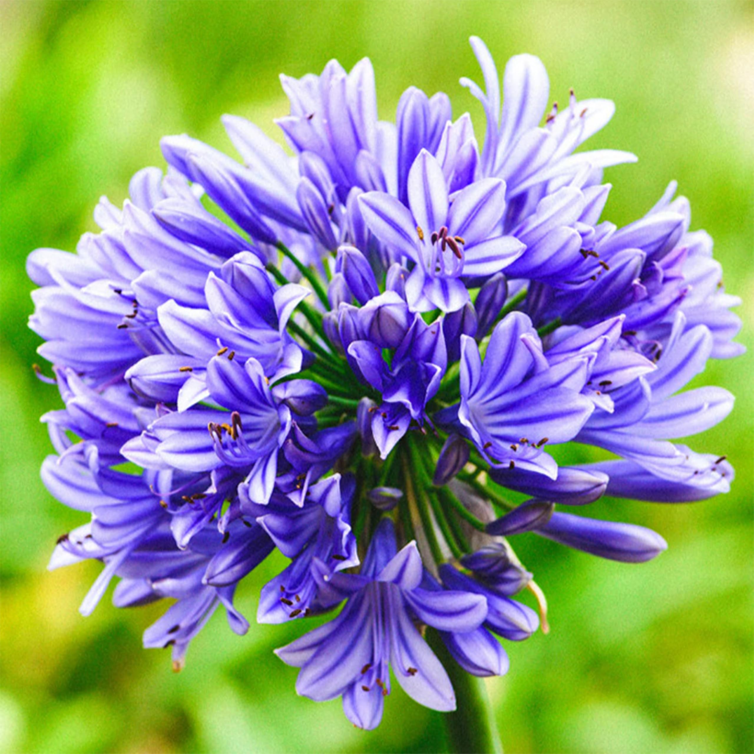 KVITER 50 Blue Lily of The Nile Seeds (Agapanthus Orientalis) – African Lily Flower Seeds for Planting – Heirloom Perennial Seeds – Grow Indoors/Outdoors in Gardens & Containers – Perfect for Landscaping, Borders & Cut Flower Arrangements