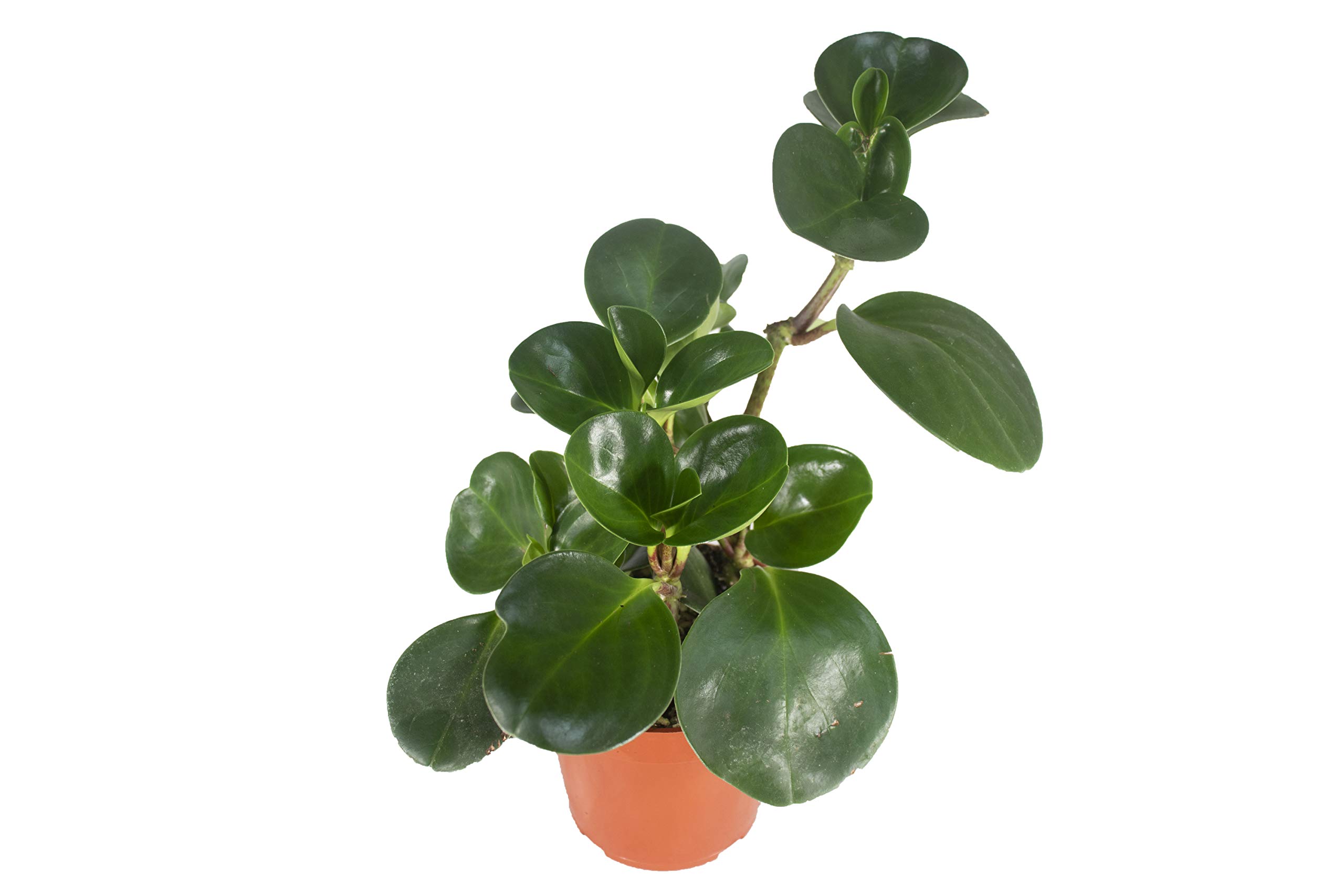 Live Baby Rubber Plant (Peperomia Obtusifolia) - 4 Inch Small Pot from California Tropicals | Easy Care Indoor & Outdoor Houseplant | Perfect for Office Desk, Home Decor, Garden Gift & Air Purifying | Low Maintenance Green Plant for Beginners