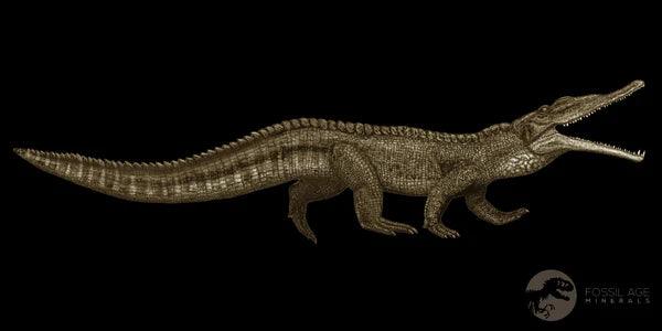 Authentic Phytosaur Fossil Tooth - Triassic Age Archosaur Specimen from Redonda FM, NM with COA & Display Case - Perfect for Collectors, Paleontology Enthusiasts, and Educational Displays