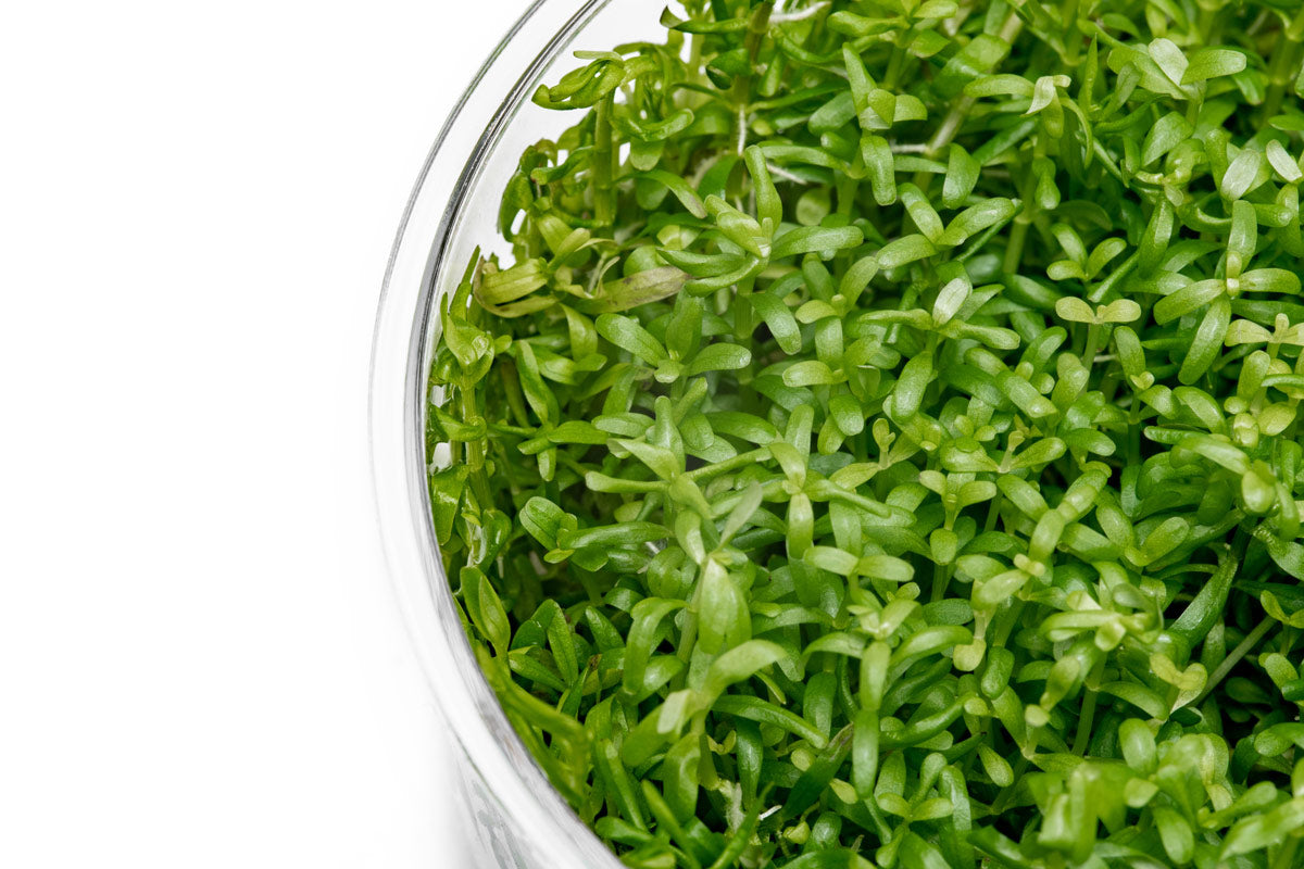 Rotala Wayanad Live Aquarium Plant - Freshwater Aquatic Plant for Fish Tank Decoration | Perfect for Aquascaping, Shrimp Tanks & Planted Aquariums