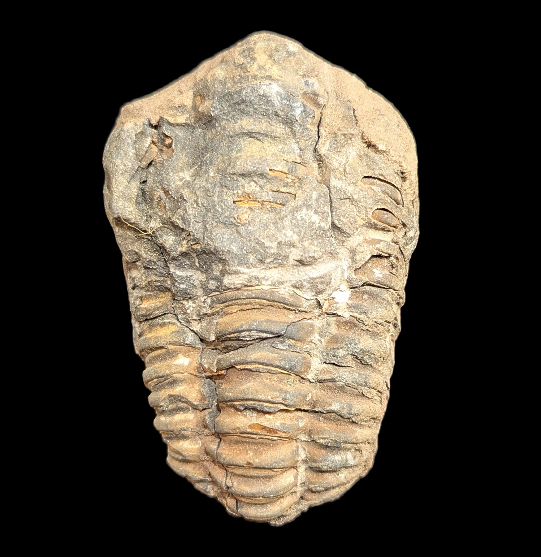 Authentic Trilobite Flexicalymene Fossil - Rare Prehistoric Marine Arthropod Specimen for Collectors, Education & Home Decor