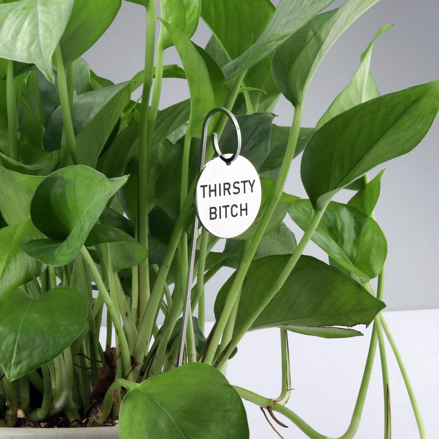 TIIMG Funny Thirsty Bitch Planter Pot Markers - Outdoor Garden Art Plant Labels for Herbs, Vegetables & Flowers - Perfect Gardening Gift for Women & Plant Lovers (Set of 6)