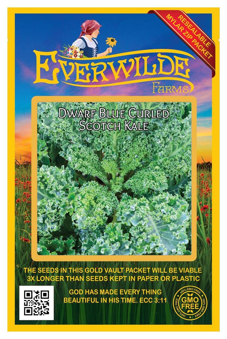 500 Dwarf Blue Curled Scotch Kale Seeds - Non-GMO Heirloom Vegetable Seeds for Home Gardening - Perfect for Salads, Soups & Healthy Smoothies - Everwilde Farms Gold Vault Packaging