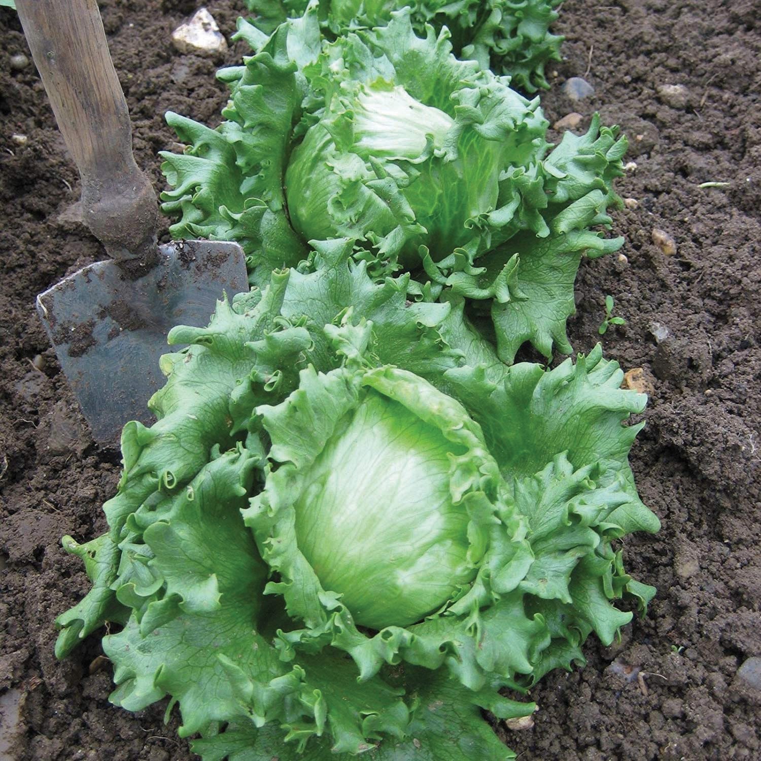 Premium Hanson Improved Crisphead Lettuce Seeds for Home Gardening - Fresh Salad Greens for Backyard Planting, Hydroponics & Healthy Eating