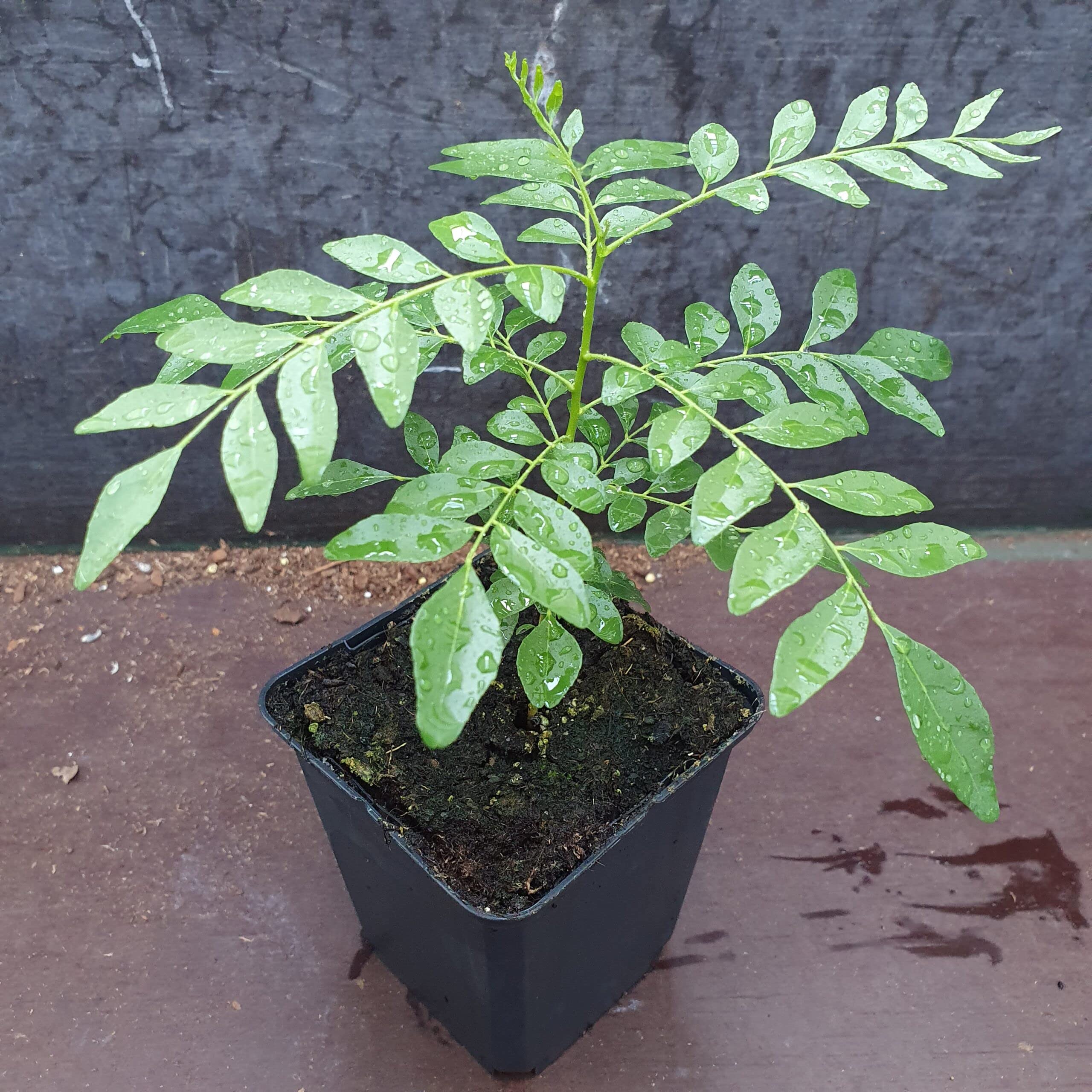 Curry Leaf Live Plant (Murraya Koenigii) - Fresh Meetha Neem Plant for Cooking & Ayurveda - Perfect for Home Gardens, Indian Cuisine & Herbal Remedies