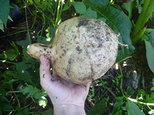 Organic Japanese Purple Sweet Potato (4 lbs) - Okinawan Non-GMO Fresh Sweet Potatoes for Baking, Roasting, Smoothies & Vegan Recipes | Healthy Breakfast, Baby Food & Weight Loss | Perfect for Thanksgiving, Christmas & Holiday Cooking | Great for Smoothie Bowls, Gluten-Free Diets & Healthy Meal Prep | Ideal for Vegan Baking, Holiday Meals & Nutrient-Rich Snacks