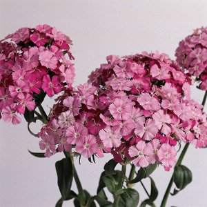 Dianthus Barbatus Amazon Rose Magic - 10 Seeds for Planting, Sweet William Flower Seeds for Garden, Borders & Bouquets | Perfect for Home Gardening & Landscaping