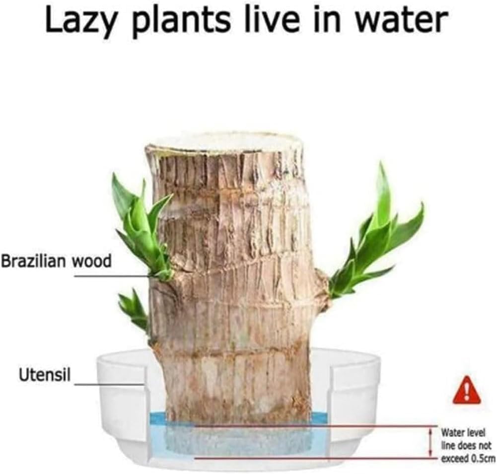 Mini Brazil Lucky Wood Stump - Brazilian Lucky Bamboo Hydroponic Potted Plant for Home Decor | Magical Sprouting Wood for Office Desk, Living Room & Gift for Plant Lovers | 2024 New Indoor Gardening Decor Idea