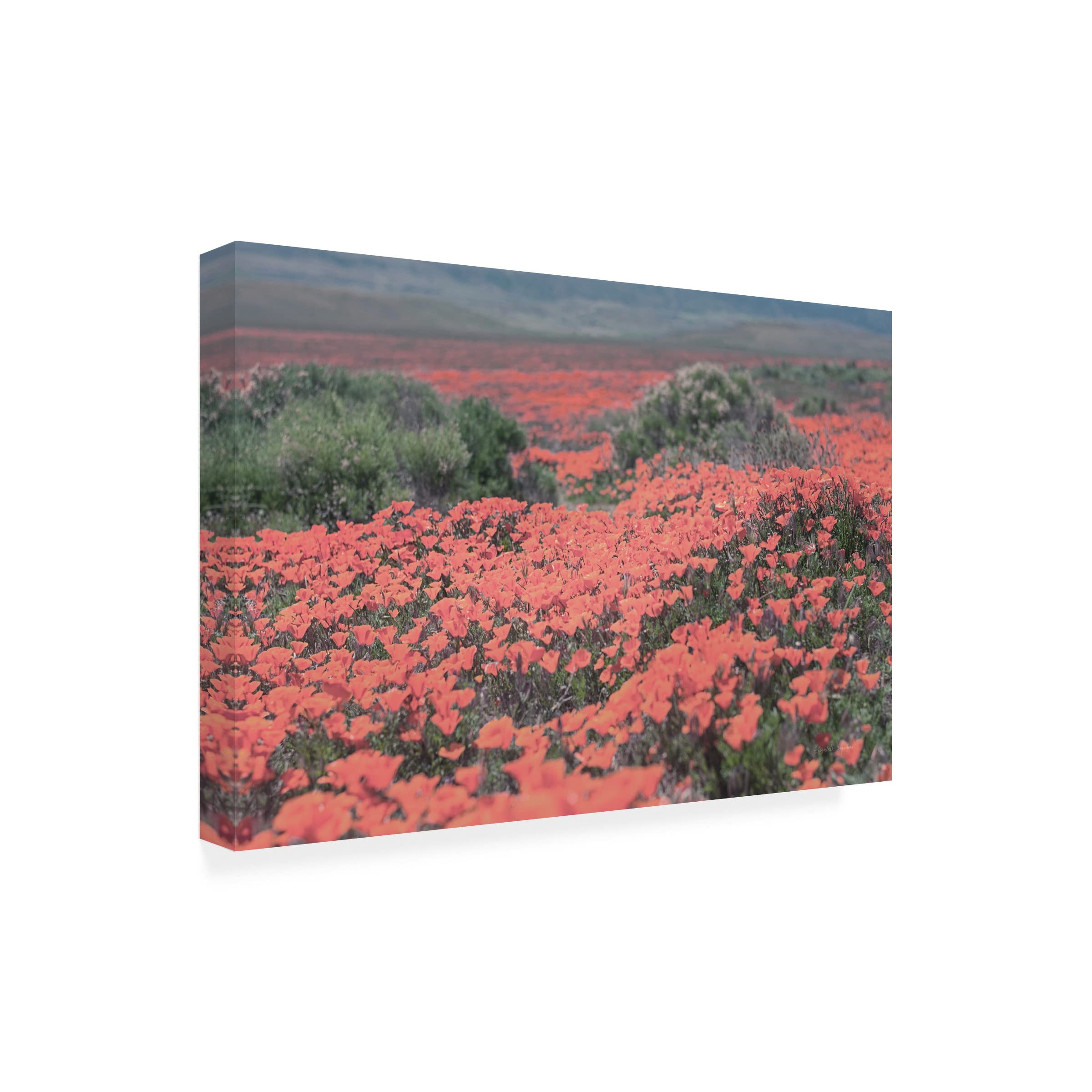 Trademark Fine Art 'California Blooms II' Canvas Wall Art by Elizabeth Urquhart - Floral Painting for Living Room, Bedroom & Office Decor