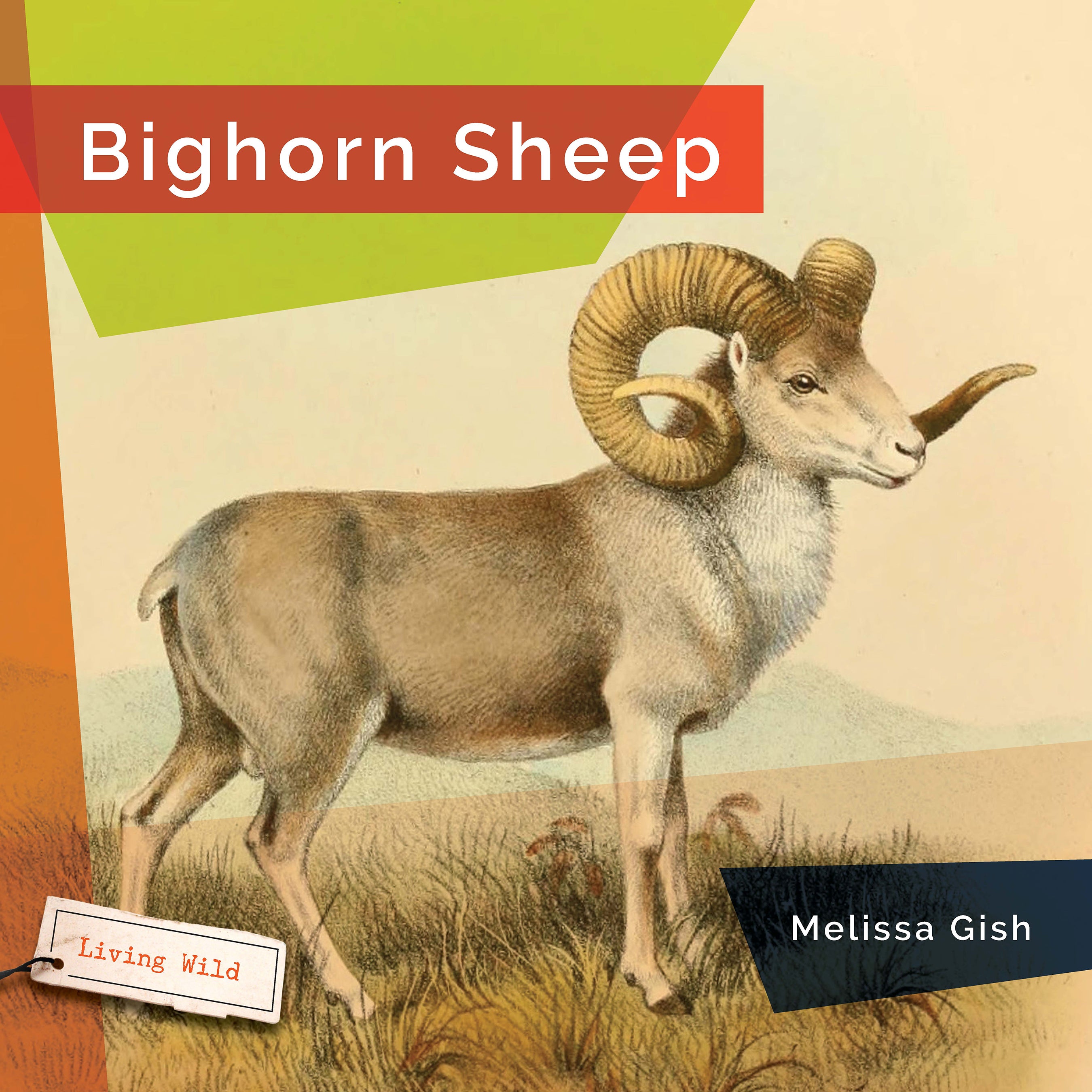 Big Horn Sheep Book 9781640267732 - Wildlife Education & Nature Exploration for Kids & Adults