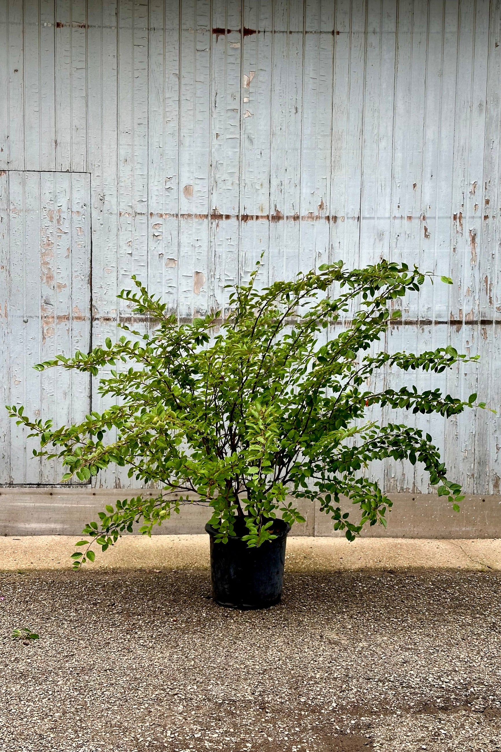 Premium Cotoneaster Hedge Plants #5 - Fast-Growing Evergreen Shrubs for Landscaping, Privacy Screens & Garden Borders