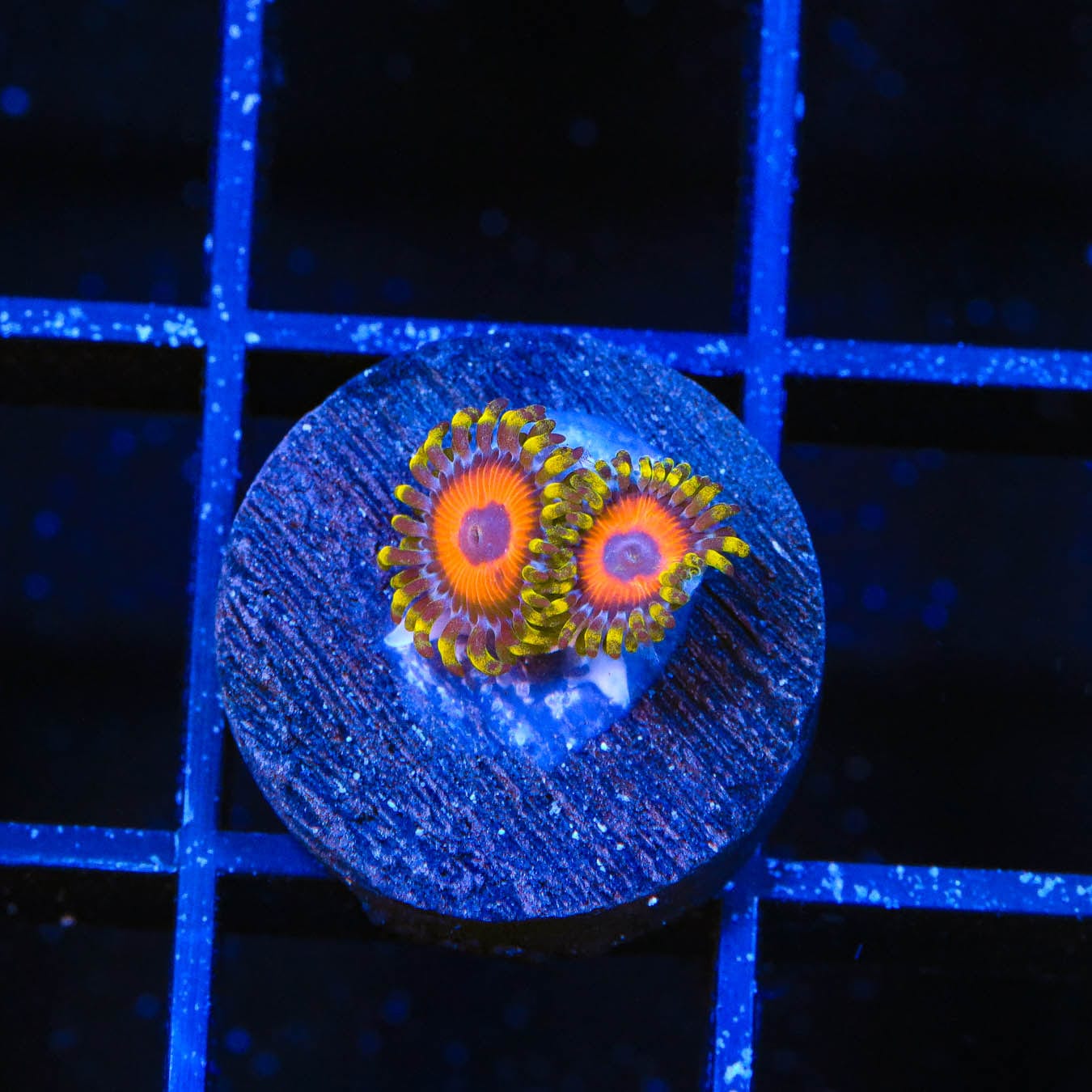 Premium Eagle Eye Zoanthids Coral for Saltwater Aquariums – Vibrant Colors & Easy Care – Perfect for Reef Tanks & Marine Displays