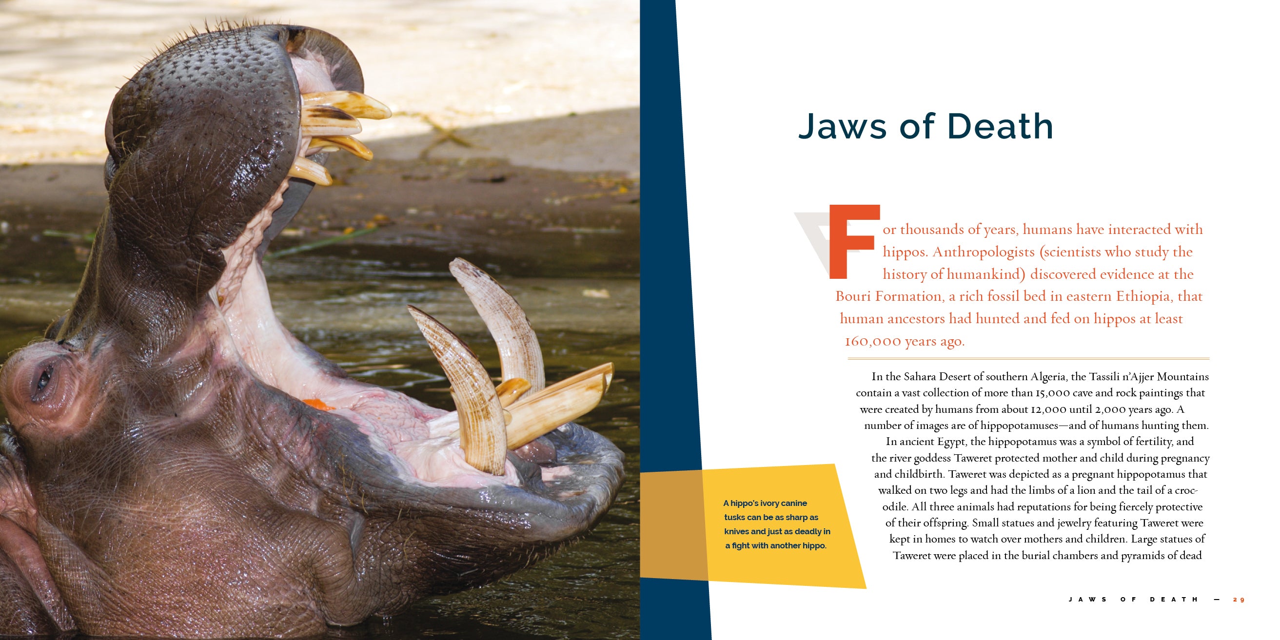 Hippopotamuses Book - 9781640267862 | Wildlife Animal Encyclopedia for Kids & Adults - Perfect for School Projects, Nature Lovers & Home Library